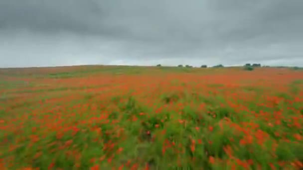 El dron FPV vuela rápida y maniobrablemente sobre un campo de amapola floreciente — Vídeo de stock