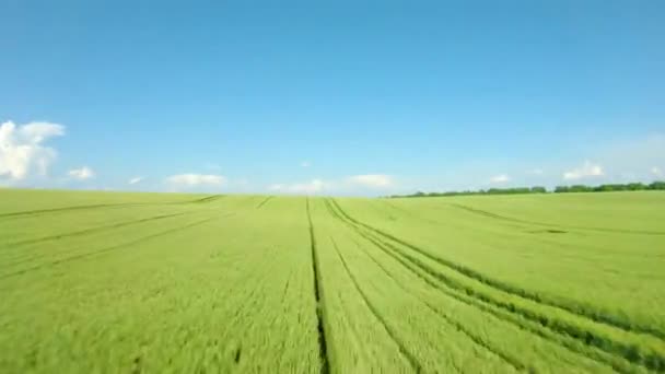 Voando sobre um campo de trigo verde, céu azul claro, loop de energia no final. Indústria agrícola. Fundo de textura natural em movimento. Filmado por drone FPV — Vídeo de Stock