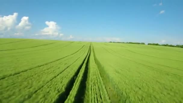 Πετώντας πάνω από ένα πράσινο χωράφι με σιτάρι, καταγάλανο ουρανό. Γεωργική βιομηχανία. Φυσικό φόντο υφή σε κίνηση. Κινηματογραφήθηκε από FPV drone — Αρχείο Βίντεο