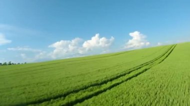 Yeşil buğday tarlasının üzerinde uçuyor, açık mavi gökyüzü. Tarım endüstrisi. Doğal doku arka planı hareket halinde. FPV insansız hava aracı tarafından filme alındı.