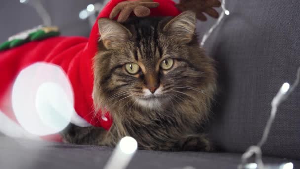 De cerca retrato de un gato esponjoso tabby vestido como Santa Claus se encuentra sobre un fondo de guirnalda de Navidad. Símbolo de Navidad — Vídeos de Stock