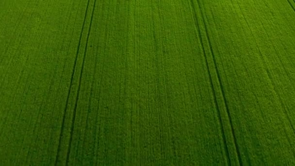 Volando sobre un campo de trigo verde, la industria agrícola. Fondo de textura natural en movimiento. Cosecha orgánica cultivar — Vídeos de Stock