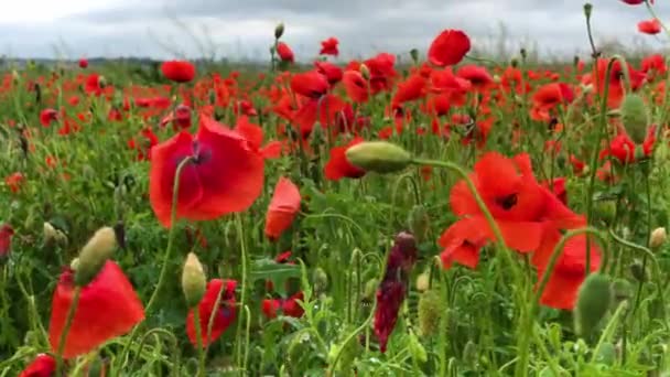 Дике макове поле, прекрасний літній сільський пейзаж. Квітучі яскраво-червоні квіти — стокове відео