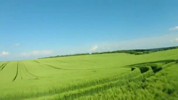 Létá nad zeleným pšeničným polem, jasné modré nebe. Zemědělský průmysl. Přírodní textura pozadí v pohybu. Natočeno FPV dronem — Stock video