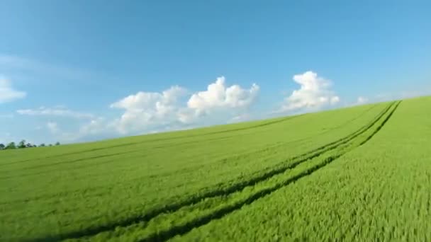 Yeşil buğday tarlasının üzerinde uçuyor, açık mavi gökyüzü. Tarım endüstrisi. Doğal doku arka planı hareket halinde. FPV insansız hava aracı tarafından filme alındı. — Stok video