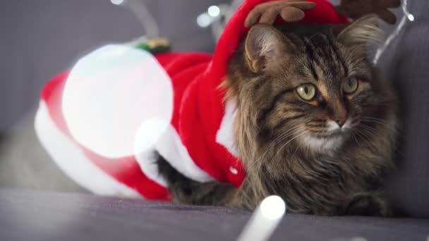 De cerca retrato de un gato esponjoso tabby vestido como Santa Claus se encuentra sobre un fondo de guirnalda de Navidad. Símbolo de Navidad — Vídeos de Stock
