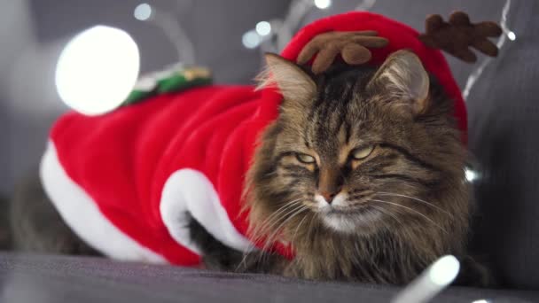 Großaufnahme Porträt einer gestromten, flauschigen Katze, die als Weihnachtsmann verkleidet ist, liegt auf einem Hintergrund von Weihnachtsgirlanden. Weihnachtssymbol — Stockvideo