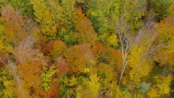 높은 곳에서 밝은 가을 숲을 바라본 광경 — 비디오