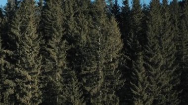 Arkasında karla kaplı dağların açılacağı büyük çam ağaçlarının üzerinden yükselin. Yüksek Tatras Dağları, Slovakya, Chopok