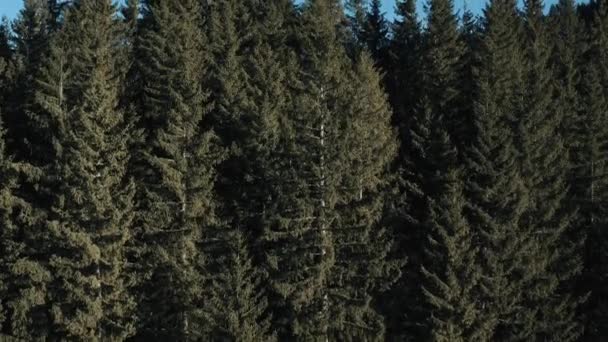 爬过巨大的云杉树，可以看到雪山的景色。斯洛伐克塔特拉山高山，乔波克 — 图库视频影像