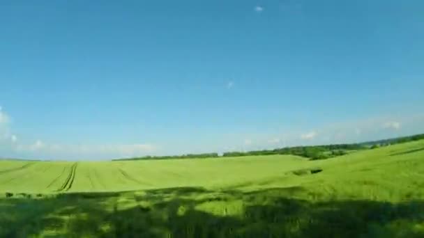 緑の小麦畑を飛んで、澄んだ青い空。農業産業。動きの自然なテクスチャの背景。FPVドローンによる撮影 — ストック動画