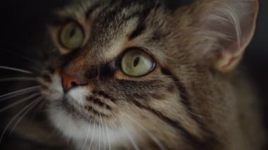 Şirin, tüylü, tekir bir kedinin ağzı. Yaklaş. Yavaş çekim