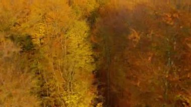 Ağaçların arasından uçmak ve sarı sonbahar ormanlarında yükselmek.