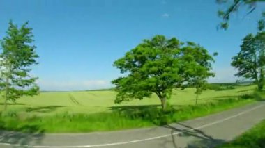 Yeşil buğday tarlasının üzerinde uçuyor, açık mavi gökyüzü. Tarım endüstrisi. Doğal doku arka planı hareket halinde. FPV insansız hava aracı tarafından filme alındı.