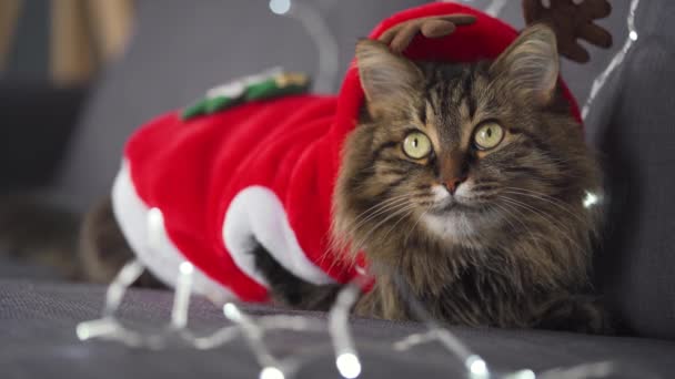 Close up portrait of a tabby fluffy cat dressed as Santa Claus lies on a background of Christmas garland. Christmas symbol — Stock Video