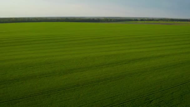 Voando sobre um campo de trigo verde, indústria agrícola. Fundo de textura natural em movimento. Colheita cultivar orgânico — Vídeo de Stock