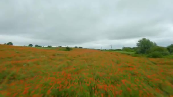 FPVドローンは開花期のケシ畑を迅速かつ機動的に飛行します — ストック動画