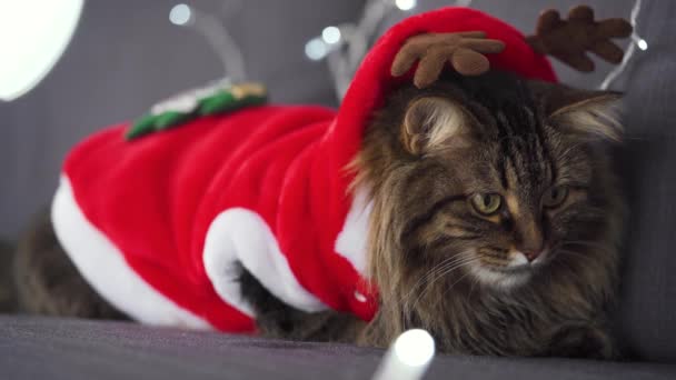 Close-up portret van een tabby pluizige kat verkleed als kerstman ligt op een achtergrond van Kerstmis slinger. Kerstsymbool — Stockvideo