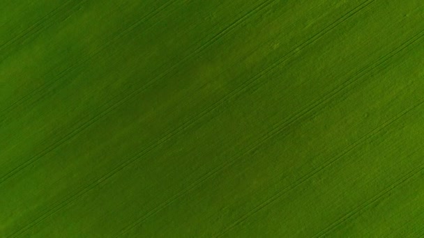 Vista superior de um campo de trigo verde, indústria agrícola. Fundo de textura natural em movimento. Colheita cultivar orgânico — Vídeo de Stock