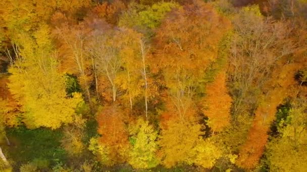 높은 곳에서 밝은 가을 숲을 바라본 광경 — 비디오