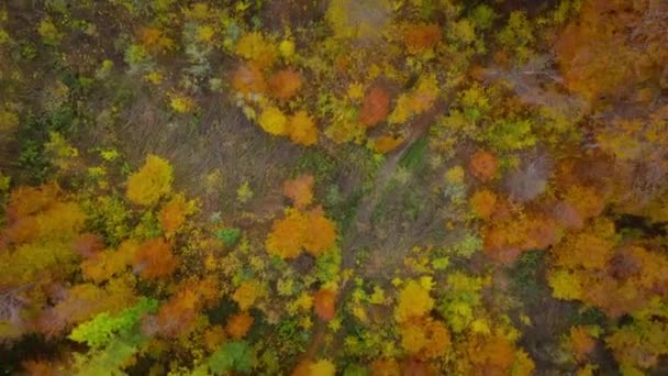 Vista da altura em uma floresta de outono brilhante como um fundo. Captura de vídeo a velocidades diferentes - normal e acelerada — Vídeo de Stock