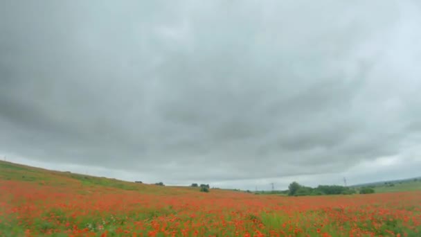 El dron FPV vuela rápida y maniobrablemente sobre un campo de amapola floreciente — Vídeos de Stock