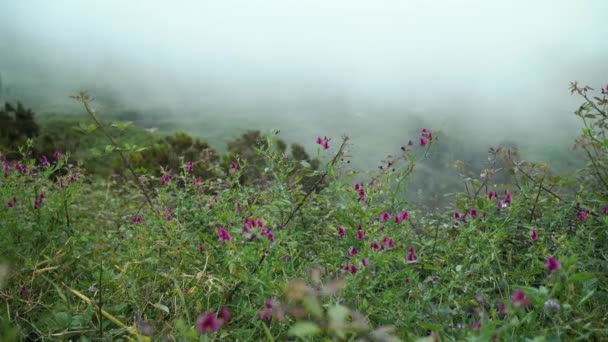 Lilac vildblommor som växer i bergen på molnnivå — Stockvideo