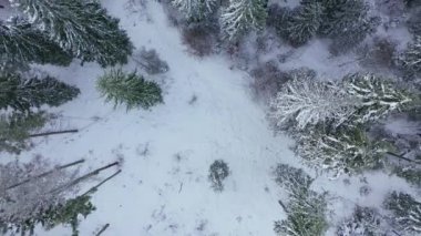 Kışın karla kaplı ormanın üzerinden yükselin. Arka planda kış ormanı