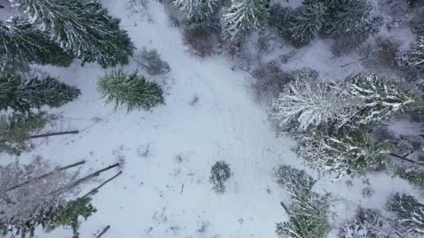 Wznieś się nad zimowym lasem pokrytym śniegiem. Las zimowy jako tło — Wideo stockowe