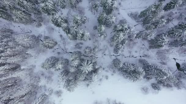 在白雪覆盖的森林中飞行 — 图库视频影像