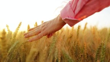 Dişi el, altın buğday dalgasıyla hafifçe fırçalar ve doğanın gerçek özünü ve sükunetini yakalar. Yavaş çekim