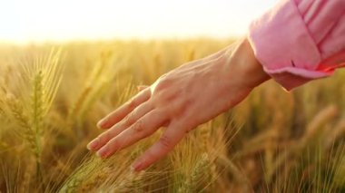 Dişi el, altın buğday dalgasıyla hafifçe fırçalar ve doğanın gerçek özünü ve sükunetini yakalar. Yavaş çekim