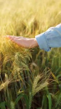 Dişi el, altın buğday dalgasıyla hafifçe fırçalar ve doğanın gerçek özünü ve sükunetini yakalar. Dikey video