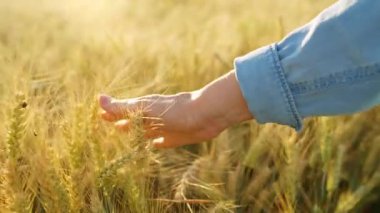 Dişi el, altın buğday dalgasıyla hafifçe fırçalar ve doğanın gerçek özünü ve sükunetini yakalar. Yavaş çekim