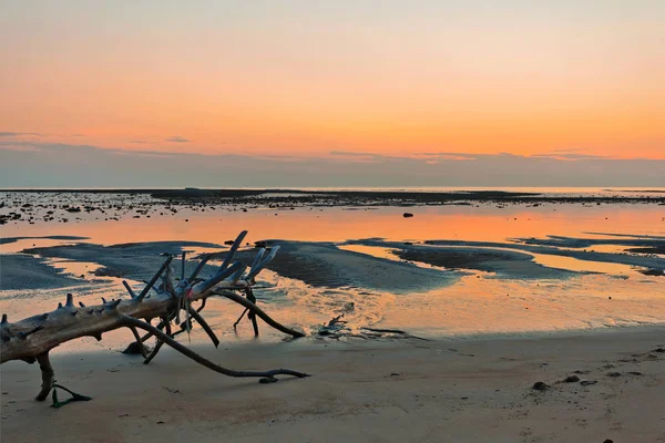 Toter Baumstamm Tropischen Strand Bei Sonnenuntergang — Stockfoto