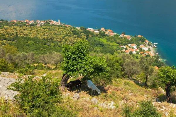Vista Una Piccola Città Riva Mare Montenegro — Foto Stock