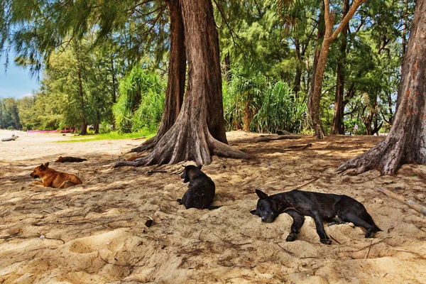 Cani Che Riposano Una Spiaggia Tropicale Spiaggia Nai Yang Phuket — Foto Stock