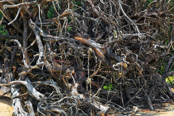 Raíces Árboles Expuestos Playa Arena Fondo Naturaleza — Foto de Stock