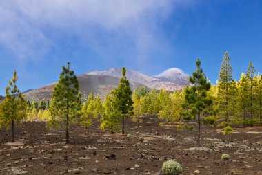 Pine grove Teide Milli Parkı, Tenerife, Kanarya Adaları, İspanya buzlu 