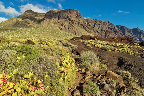 Tüskés Bokrok Előtérben Punto Teno Világítótorony Északnyugati Partján Tenerife Kanári — Stock Fotó