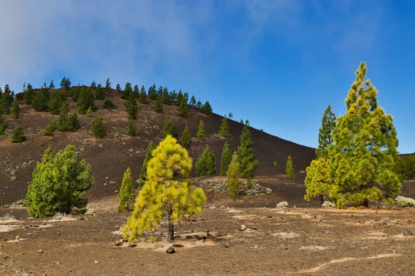 Pine grove Teide Milli Parkı, Tenerife, Kanarya Adaları, İspanya buzlu 