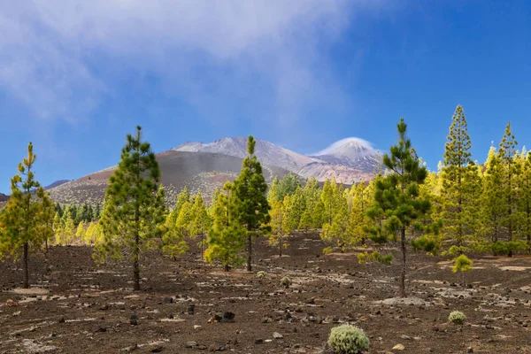 Pine grove Teide Milli Parkı, Tenerife, Kanarya Adaları, İspanya buzlu 