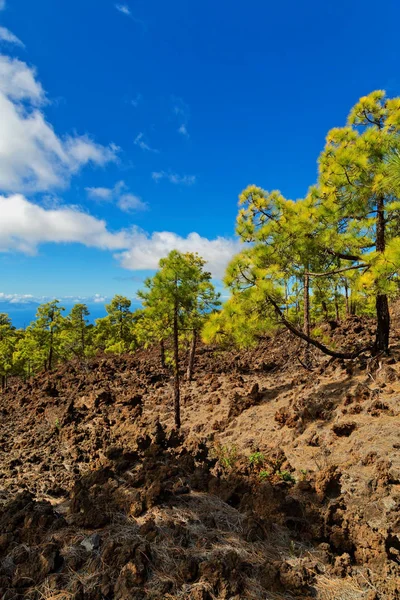 Pinède Sur Les Rochers Dans Parc National Teide Tenerife Îles — Photo