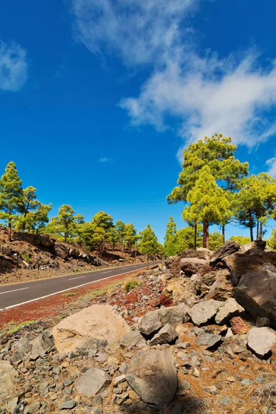 Landscape Road Pine Grove Mountains Sea Teide National Park Tenerife — Stock Photo, Image