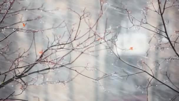 雪と風の背景 — ストック動画
