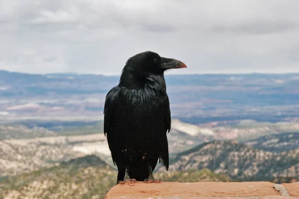 Raven Parque Nacional Bryce Canyon Utah Eua — Fotografia de Stock