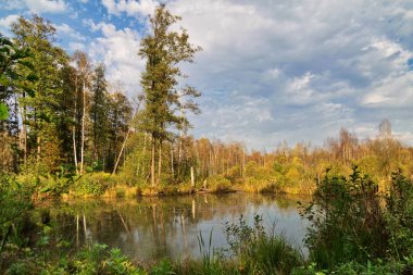 Sonbahar Orman bataklık içinde orman bulutlu gökyüzü altında
