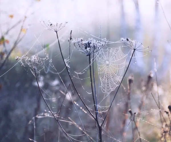 Spinnenweb Druppels Dauw Veld Close — Stockfoto