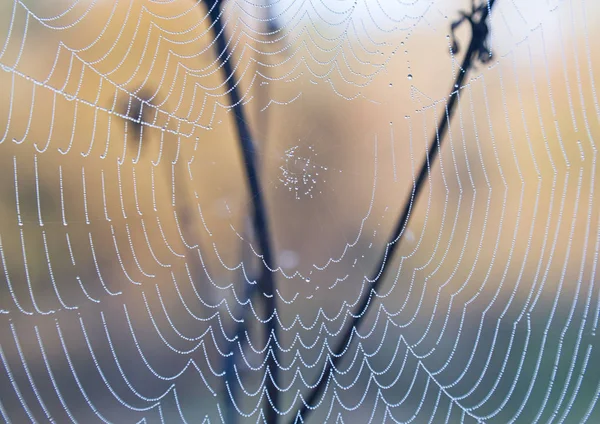 Spinnenweb Druppels Dauw Veld Close — Stockfoto