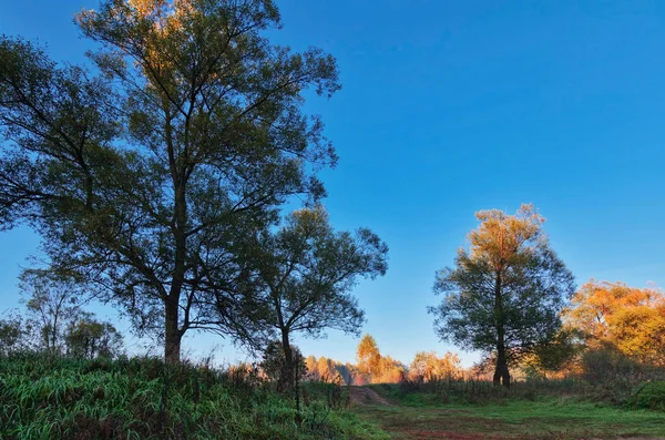 Pad Herfst Zonneveld Onder Blauwe Hemel — Stockfoto